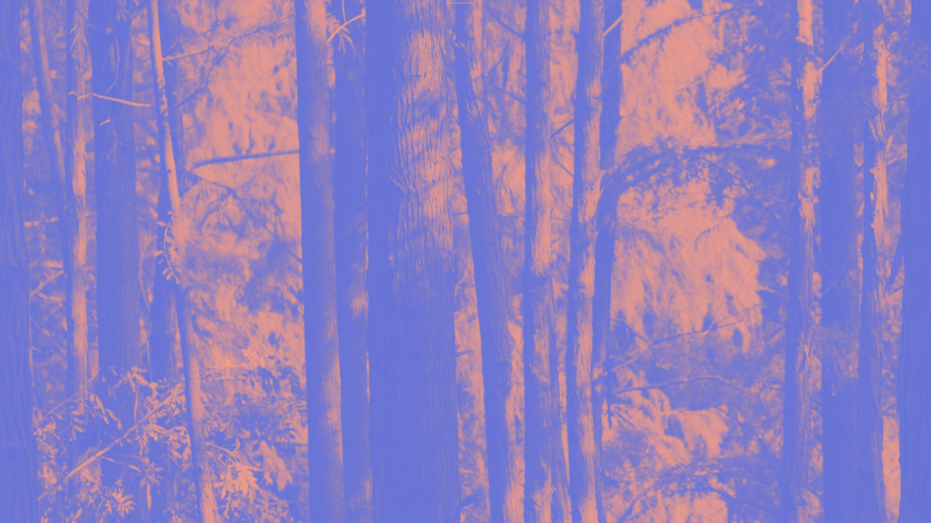 Résultats de la 1ère édition de notre concours de poésie “Quand la forêt bourgeonne” !