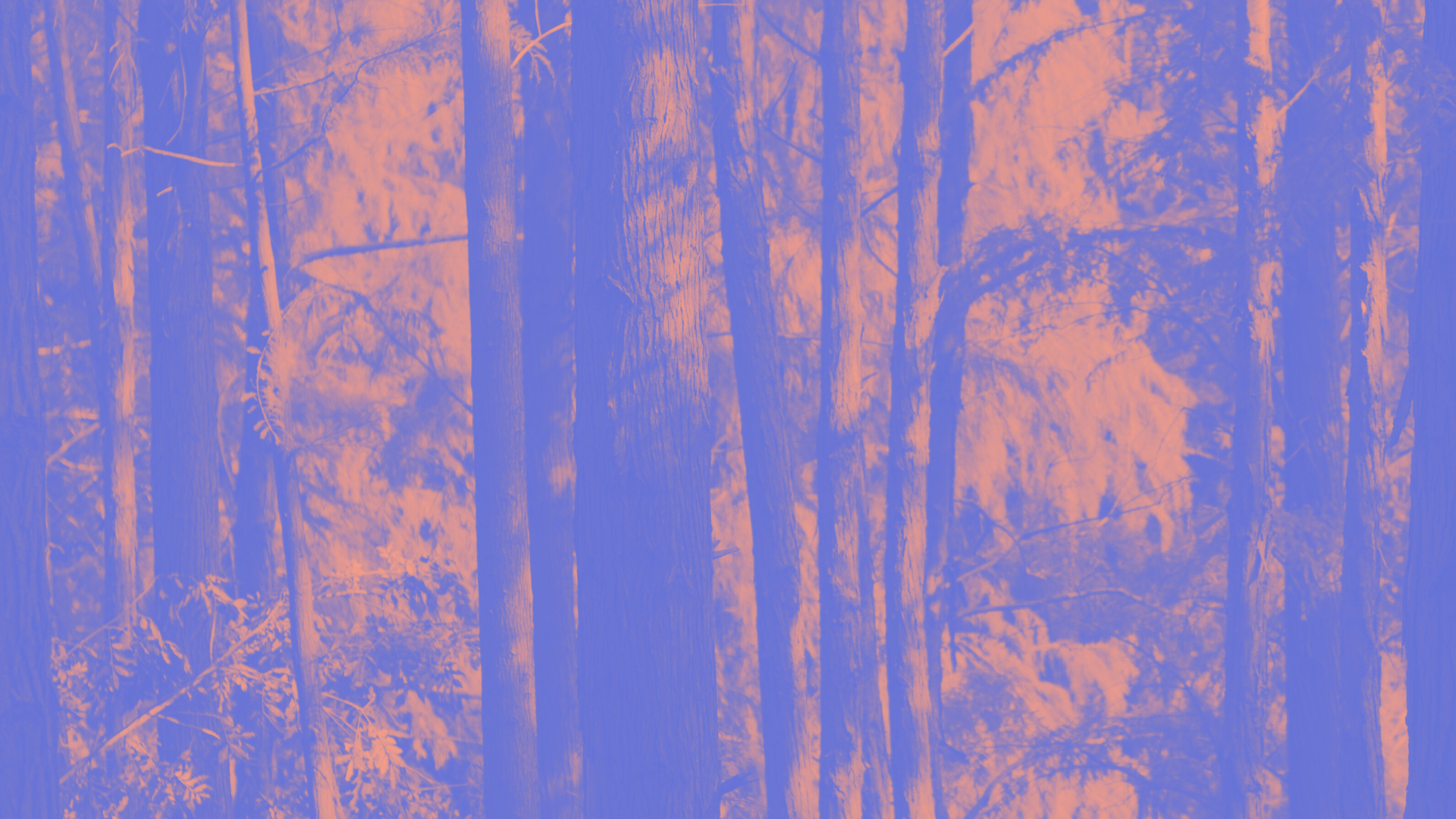 Résultats de la 1ère édition de notre concours de poésie “Quand la forêt bourgeonne” !