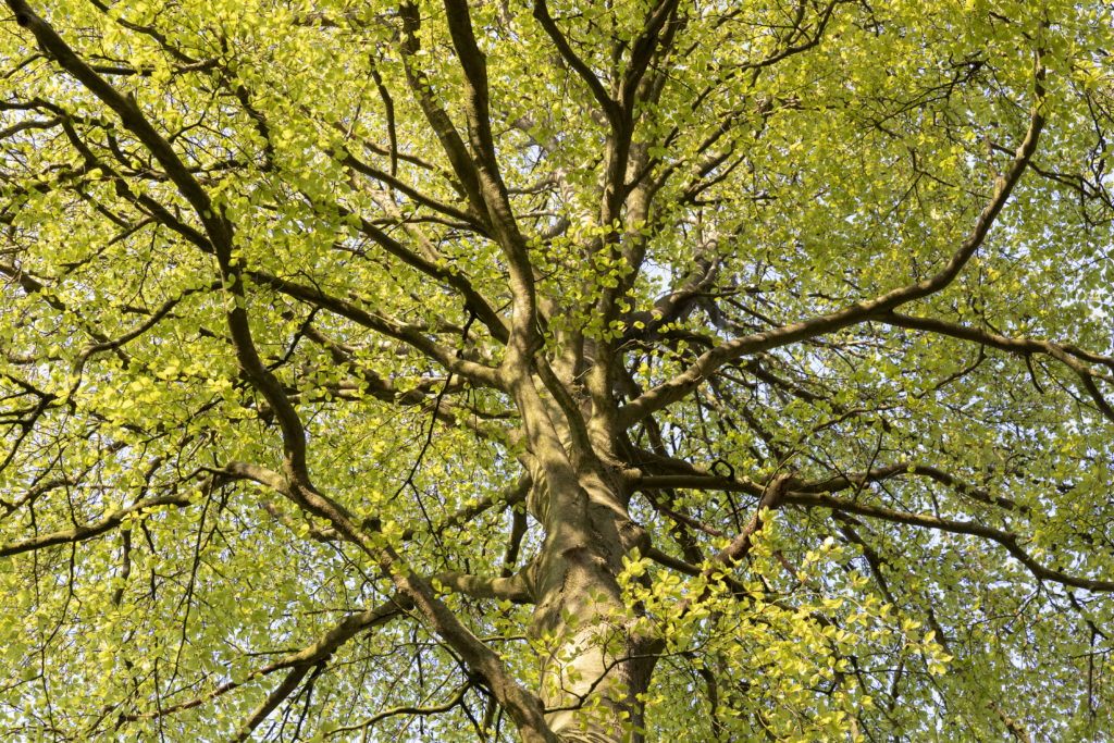 Les Nuits des Forêts 2025 en Hauts-de-France