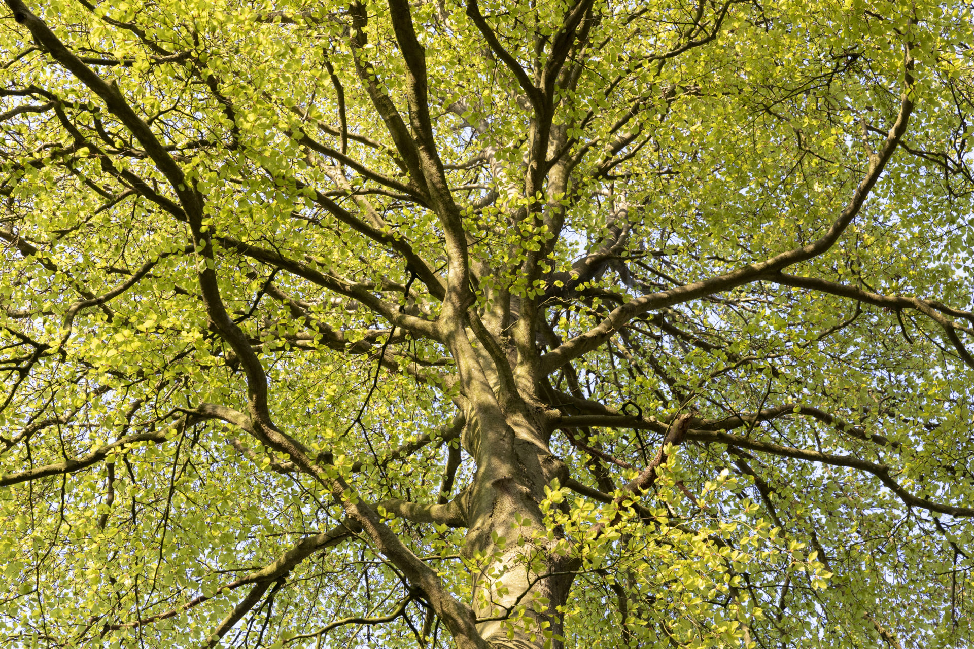 Les Nuits des Forêts 2025 en Hauts-de-France