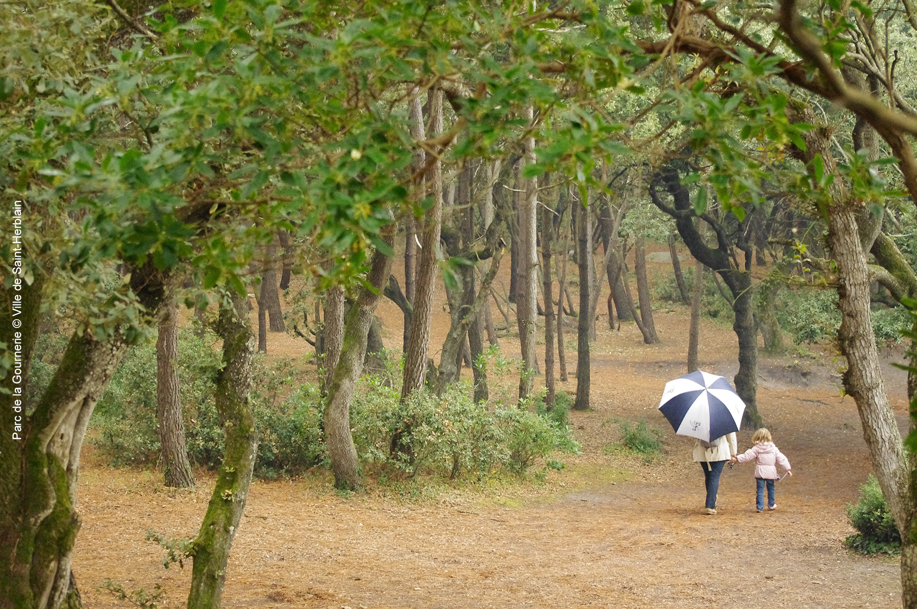 Les Nuits des Forêts 2025 dans les Pays de la Loire