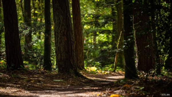 Archivé: Balades équestres et pédestres, sortie nature, théâtre et impro