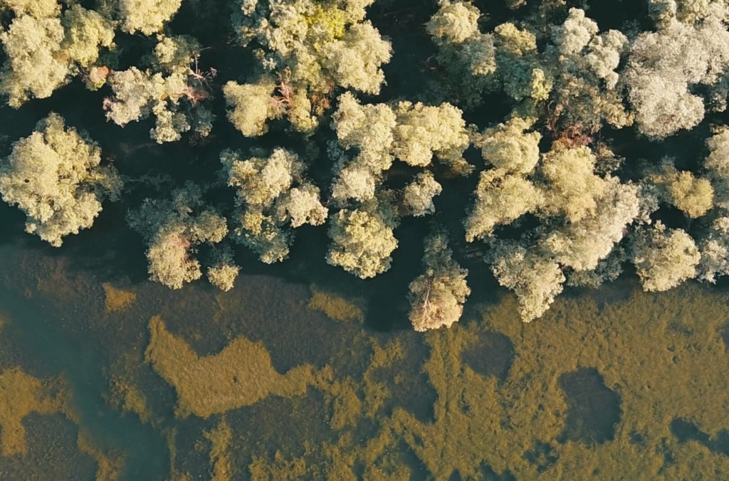 Les Nuits des Forêts 2025 dans le Grand Est