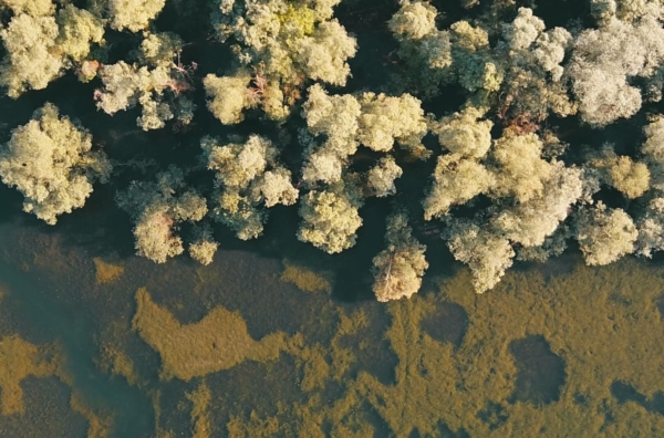 Archivé: Temps de rencontres et spectacles à la Forêt d&rsquo;Orient