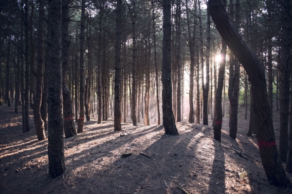 Archivé: La forêt du Touquet au fil des saisons