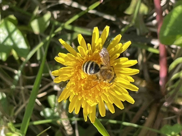 Archivé: A la rencontre des pollinisateurs et de la lumière du soleil