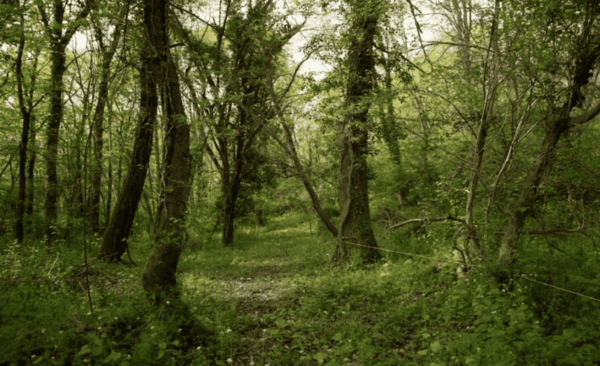 Archivé: Le 6 juin à Brassacou : démonstration de métiers, conférence et dîner forestier