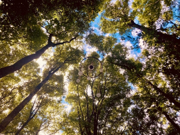 Archivé: Un temps suspendu pour s&rsquo;immerger dans la forêt de La Barre à Mettray