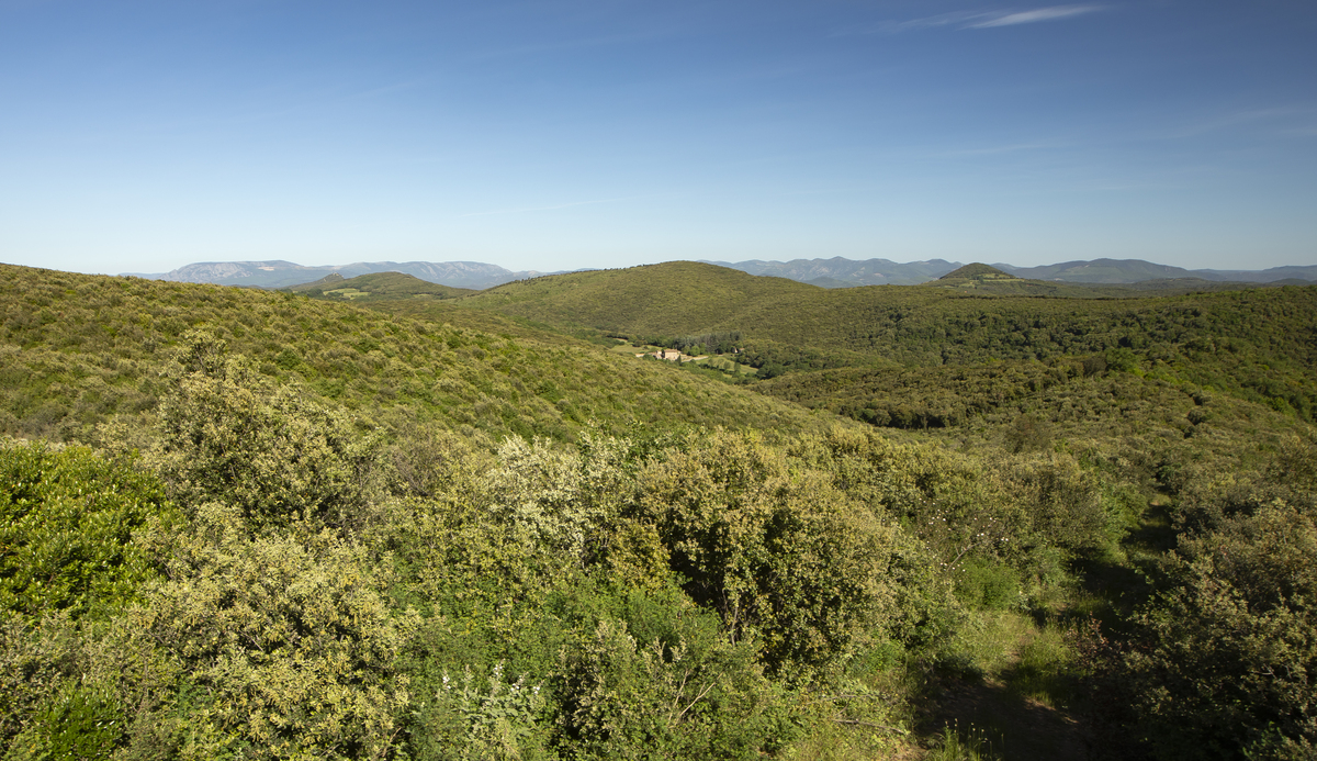 Les Nuits des Forêts 2025 en Occitanie