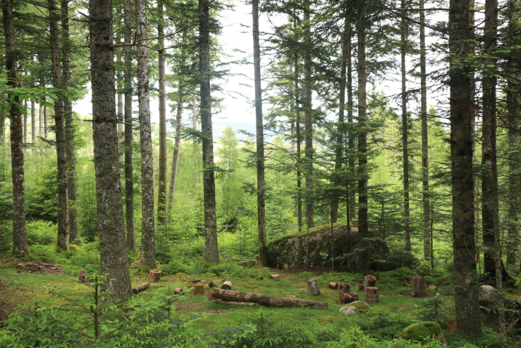 Les Nuits des Forêts 2025 en Auvergne-Rhône-Alpes