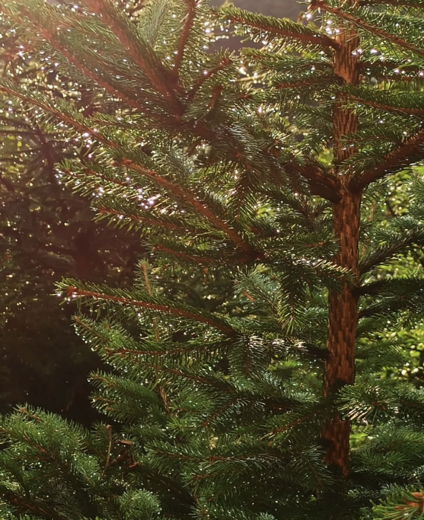 Portraits de Woodeurs et Woodeuses, Tiragoutte